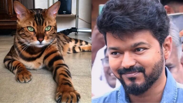 கத்து குட்டி விஜய்… புலியை பார்த்து பூனை சூடு போட்ட கதை தான்…